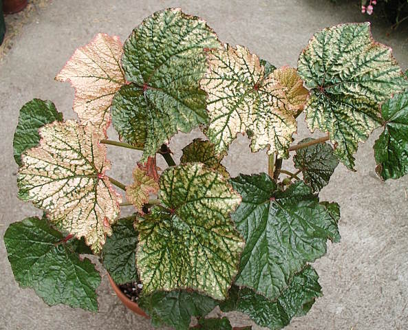 B. ‘Gideon’